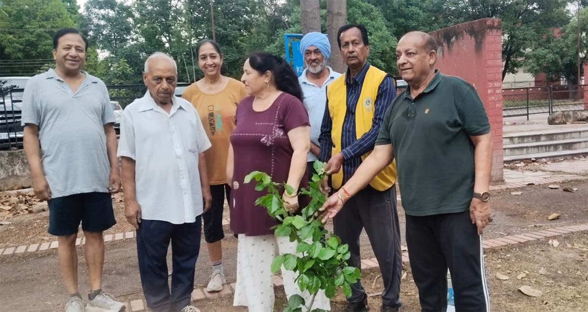 Planted saplings in the park.
